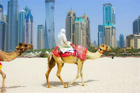 camel riding in dubai